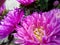 Aster, pink aster, aster in the garden, garden, plants, nature, many asters