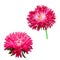 Aster. Pink flower, Spring flower. Isolated on