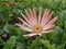 Aster plant flowers