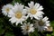 Aster Ptarmicoides flower, white aster