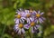 Aster subspicatus whirl - Aster - Flower Cluster