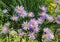 Aster tongolensis and Alchemilla mollis
