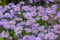 Aster tongolensis beautiful groundcovering flowers with violet purple petals and orange center, flowering plant in bloom