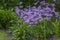 Aster tongolensis beautiful groundcovering flowers with violet purple petals and orange center, flowering plant in bloom