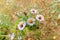 Aster Tripolium in the Meadow