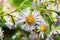 Aster white flowers in full bloom closeup