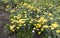 Asteraceae Achillea.