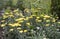 Asteraceae Achillea.