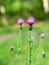 Asteraceae Cirsium arvense or Canada thistle - closeup of young blossom