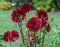 Asteraceae dahlia cultorum crimson dark large flowers asters in full bloom