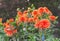 Asteraceae dahlia cultorum grade mrs. Eileen profuse and showy vibrant orange flowers