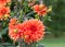 Asteraceae dahlia cultorum grade mrs. Eileen profuse and showy vibrant orange flowers