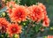 Asteraceae dahlia cultorum grade mrs. Eileen profuse and showy vibrant orange flowers