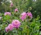 Asteraceae dahlia cultorum sweet dreams, flower of aster