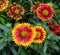 Asteraceae flowers at the sunny day