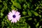 Asteraceae Osteospermum ecklonis - Purple Daisy