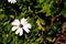 Asteraceae Osteospermum ecklonis - White Daisy with bee collecting pollen