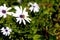 Asteraceae Osteospermum ecklonis - White Daisy with bee collecting pollen