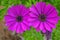Asteraceae, Osteospermum, purple daisies