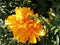 Asteraceaegarden, floral design, Tagetes, amber