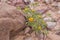 Asteriscus, a desert plant with gelb flowers in dry dehydrated earth among red rocks in the Red Canyon in Israel