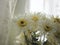 Astern White flowers, yellow pollen