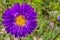 Asters flowers. Purples flower aster closeup. Soft focus.