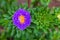 Asters flowers. Purples flower aster closeup. Soft focus.