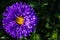 Asters flowers. Purples flower aster closeup. Soft focus.