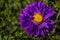 Asters flowers. Purples flower aster closeup. Soft focus.