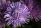 Asters that are lilac and lavender in color