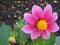 Asters, Petunia and marigolds.