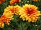 Asters, Petunia and marigolds.
