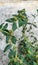Asthma plant Euphorbia hirta shurb