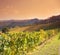 Astigiano, Piedmont, Italy: landscape