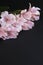 Astil flowers pink vertical photograph