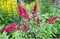 Astilba Japanese, Vesuvius variety and garden loosestrife  in flower garden