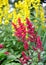 Astilba Japanese, Vesuvius variety and garden loosestrife in flower garden