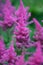 Astilbe