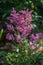 Astilbe Arendsii perennial herbaceous bright purple flowers in bloom, beautiful ornamental flowering plants in the garden