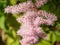 Astilbe chinensis