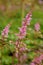 Astilbe chinensis Delft Lace features very long, apricot pink flower plumes borne on upright and sturdy bright red stems