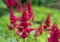 Astilbe chinensis flowers