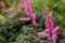 Astilbe crispa in garden. Flower of pink astilbe.