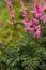 Astilbe crispa in garden. Flower of pink astilbe.