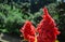 Astilbe, false goat\\\'s beard or false spirea red pink blooming flowers in sun light during sunny day