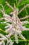 Astilbe or False Goats Beard