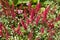 Astilbe Fanal plant