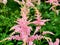 Astilbe flowers in the grass