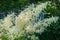 Astilbe inflorescences in the garden in summer